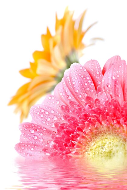 Margarita rosa con gotas de agua aisladas en blanco