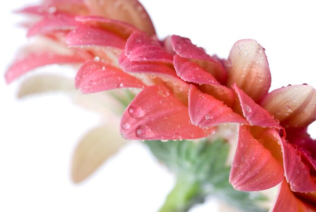 Margarita rosa con gotas de agua aisladas en blanco