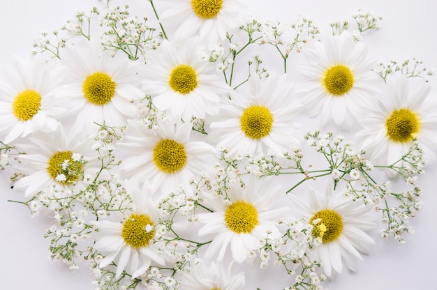 Margaritas y flores de aliento de bebé mezcladas sobre un fondo blanco