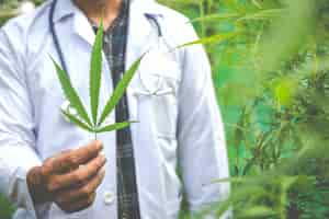 Foto gratuita marihuana medicinal, concepto de medicina herbal alternativa.