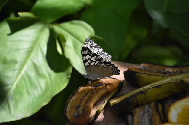 Mariposa alada blanca y gris sobre fruta podrida en Aruba