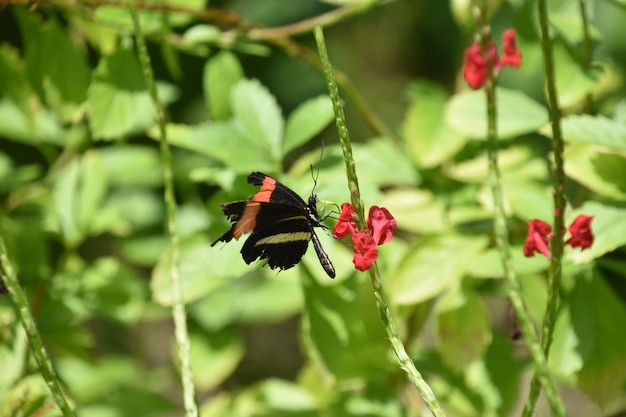 Mariposa con alas rotas descansando sobre una flor roja en un jardín.