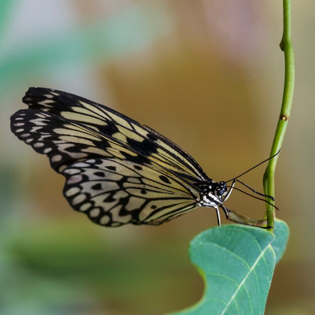 Mariposa de alto ángulo en el tallo