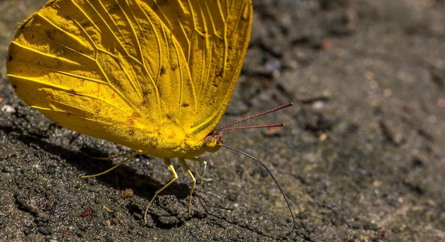 Mariposa amarilla en el suelo