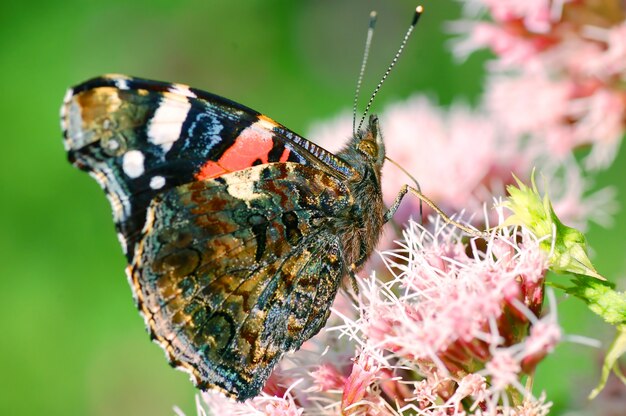 Mariposa con las antenas levantadas