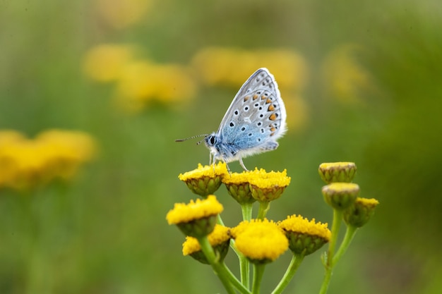 Mariposa azul común en Craspedia bajo la luz del sol en un jardín con una borrosa
