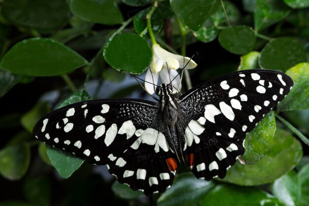 Mariposa blanca y negra con sus alas abiertas.