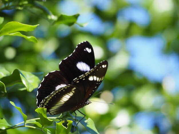 Mariposa en blanco y negro en la rama de un árbol