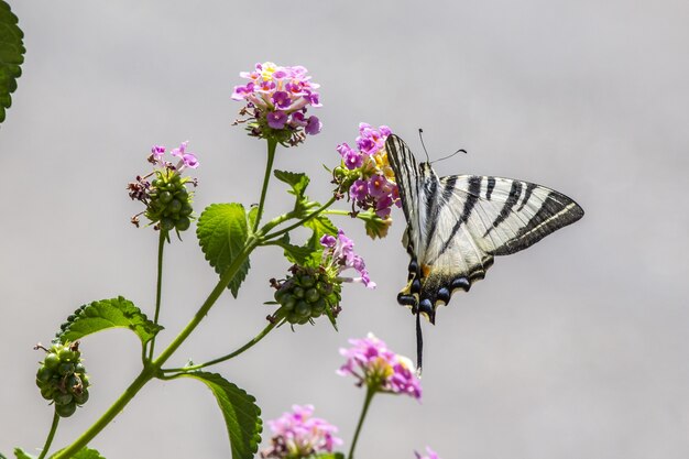 Mariposa en blanco y negro sobre flor morada