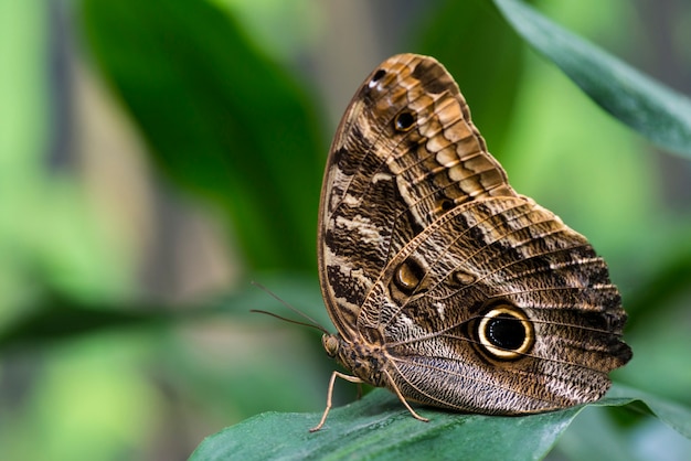 Mariposa búho con fondo borroso