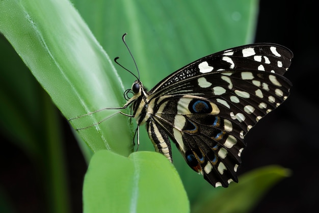 Foto gratuita mariposa castaña colocada en una hoja