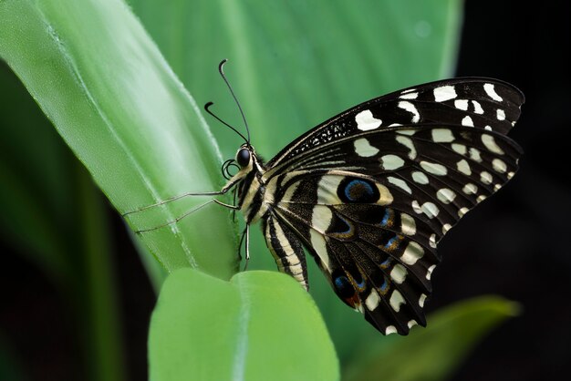 Mariposa castaña colocada en una hoja