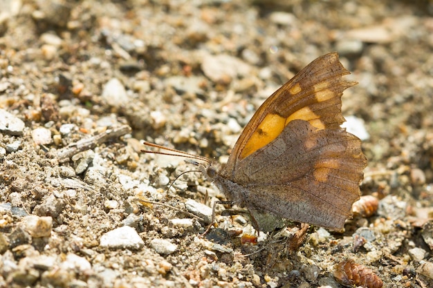 Mariposa de color marrón en el suelo capturado en un día soleado