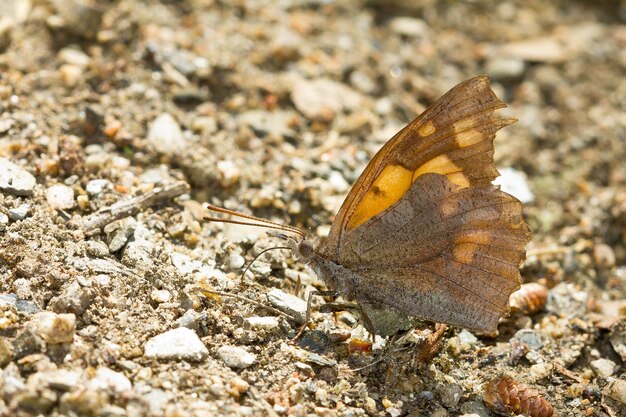 Mariposa de color marrón en el suelo capturado en un día soleado