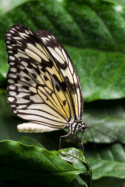 Foto gratuita mariposa de color pálido con fondo de follaje