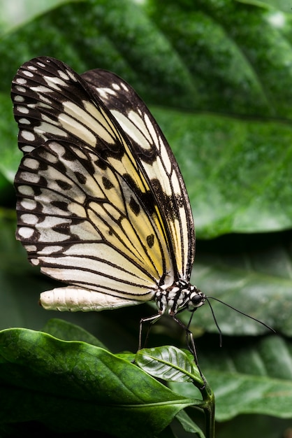 Mariposa de color pálido con fondo de follaje