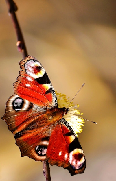 &quot;Mariposa colorida en la flor&quot;