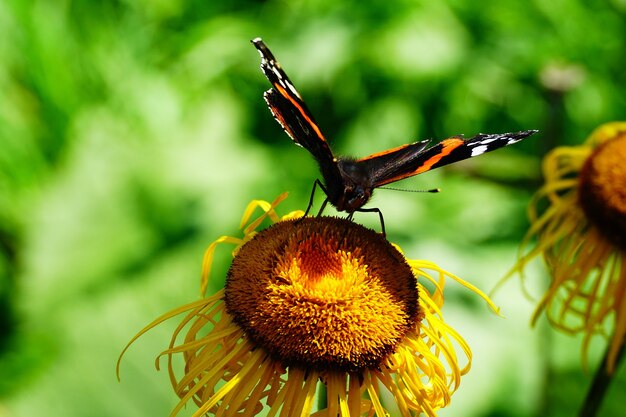 Mariposa colorida en el girasol