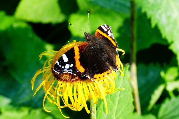 Foto gratuita mariposa colorida en el girasol