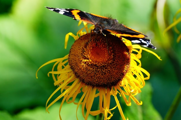 Mariposa colorida en el girasol