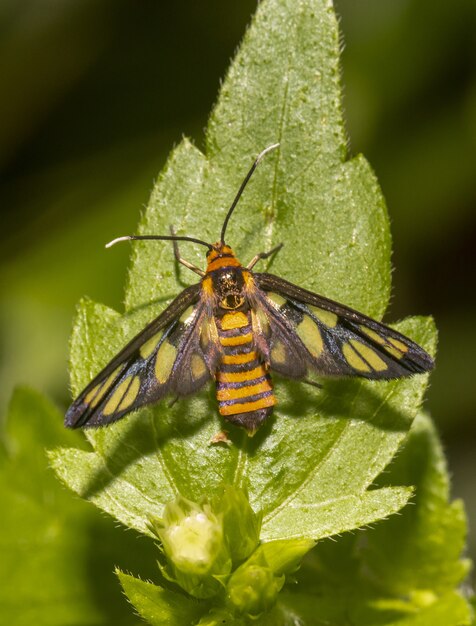 Mariposa colorida en la hoja de cerca