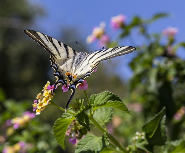 Mariposa colorida sentada en flor