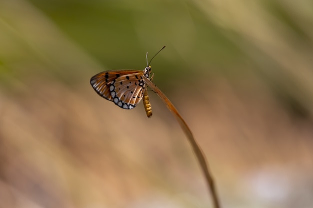 Mariposa colorida sentada en la planta de cerca