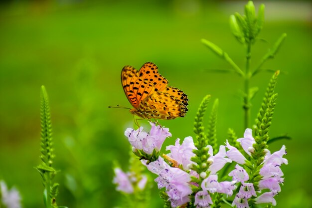 Mariposa en una flor lila