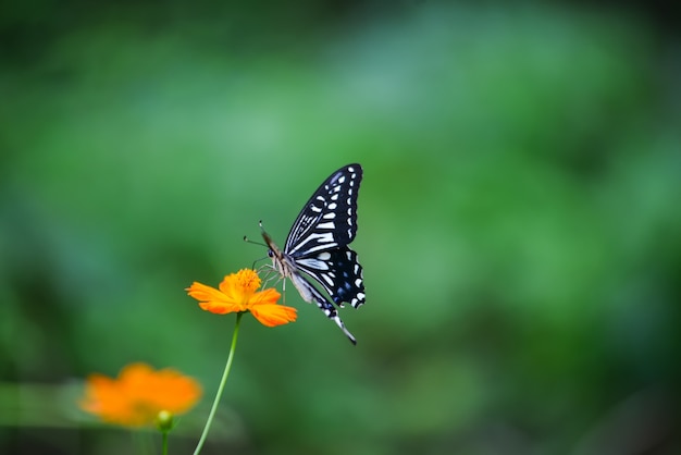 Mariposa en una flor naraja