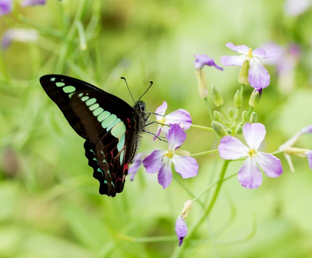 Mariposa en una flor