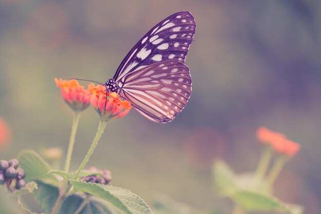 Mariposa en una flor