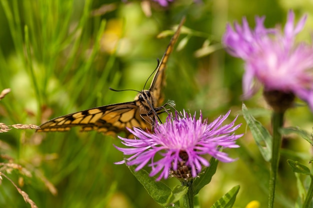 Mariposa en la flor