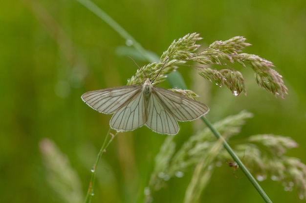 Mariposa en la flor