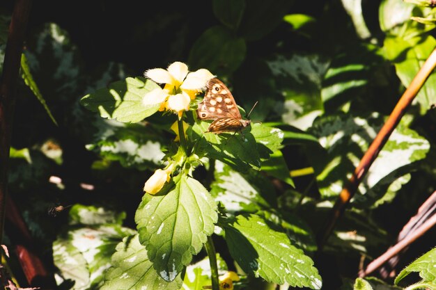 Mariposa en flor