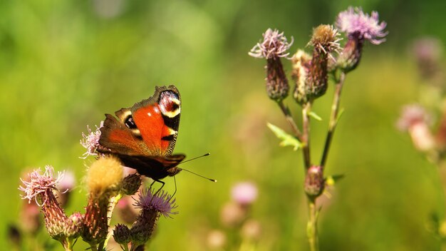 Mariposa en flor