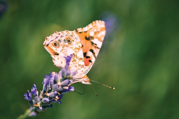 Mariposa en lavanda