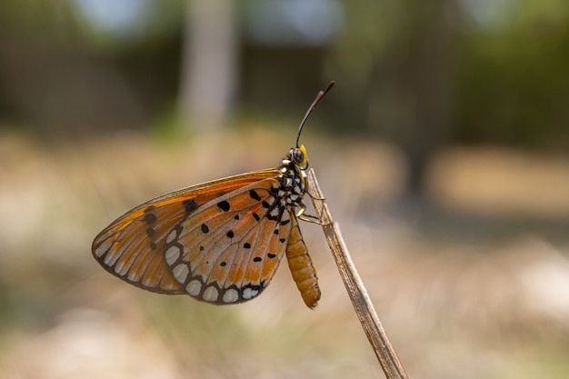 Mariposa marrón y negra en el tallo