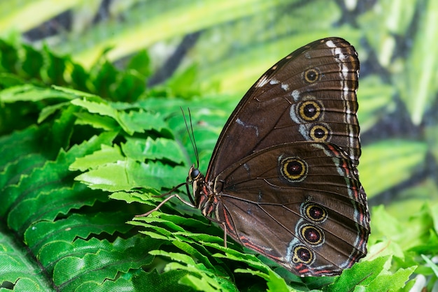 Mariposa marrón vista lateral en hábitat tropical