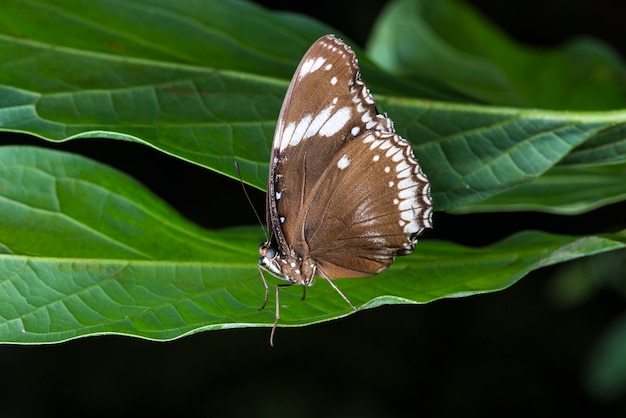 Mariposa marrón vista lateral en hoja