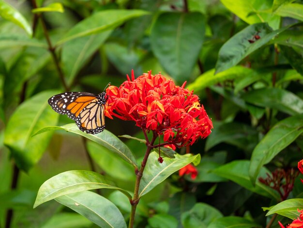 Mariposa monarca alimentándose de una enorme flor roja
