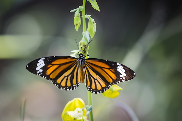 Mariposa monarca encaramado sobre flor amarilla