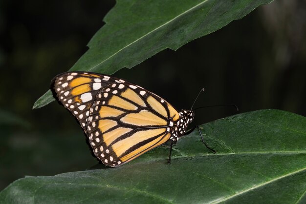 Mariposa monarca en hábitat tropical