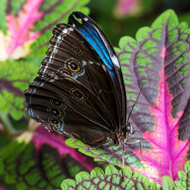 Mariposa morfo azul vista lateral