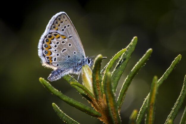 Mariposa multicolor de cerca