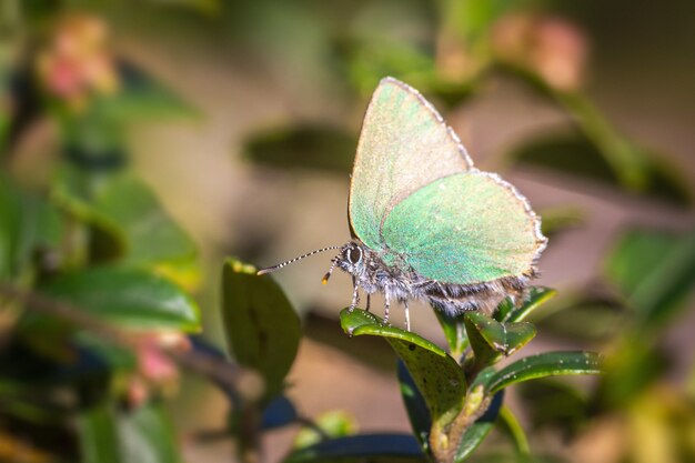 Mariposa multicolor de cerca