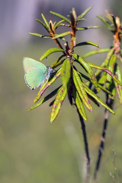 Mariposa multicolor de cerca