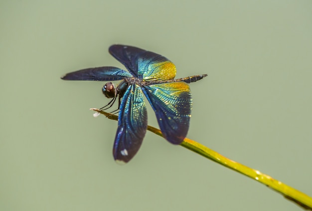 Foto gratuita mariposa multicolor de cerca