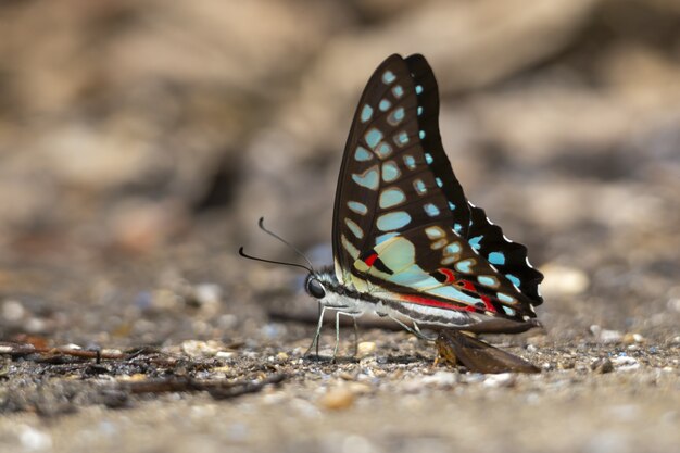 Mariposa multicolor de cerca