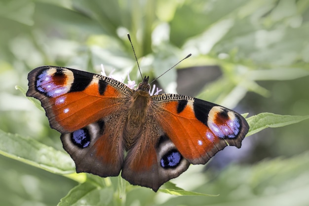 Mariposa multicolor de cerca