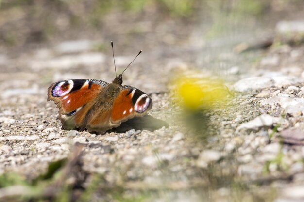 Mariposa multicolor de cerca